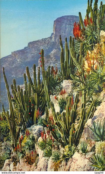 CPA Jardin exotique de Monaco Cereus et Aloes divers