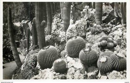 CPM Jardin exotique de Monaco Groupe d echinocactus grusonii