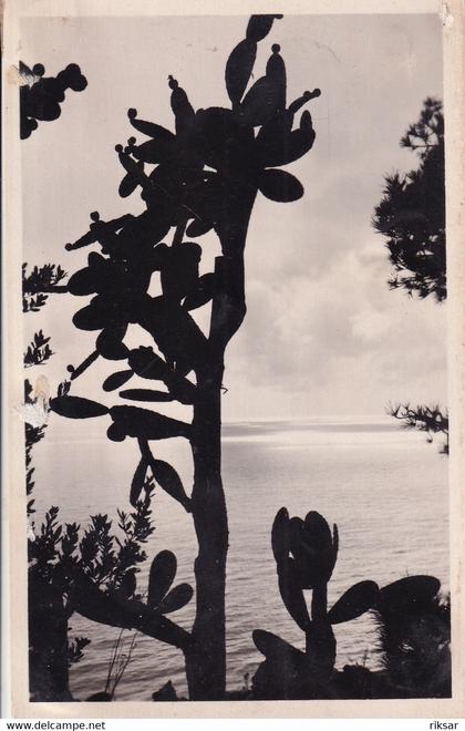 MONACO(ARBRE) CACTUS