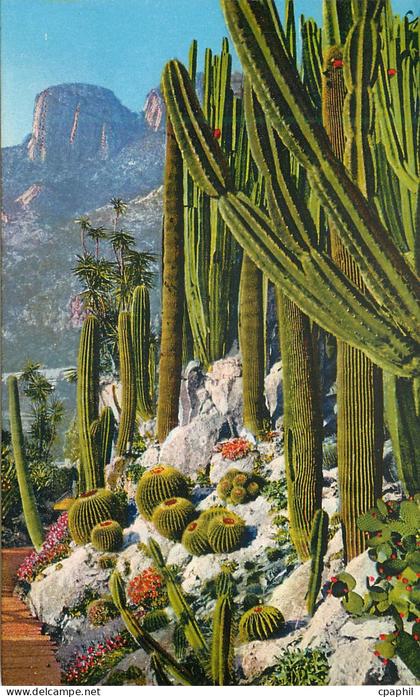 CPA Jardin exotique de Monaco Cereus Pilocereus et Echinocactus divers