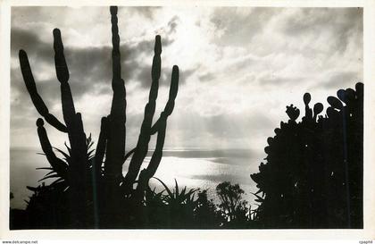 CPM Jardin exotique de Monaco Effet de lumiere
