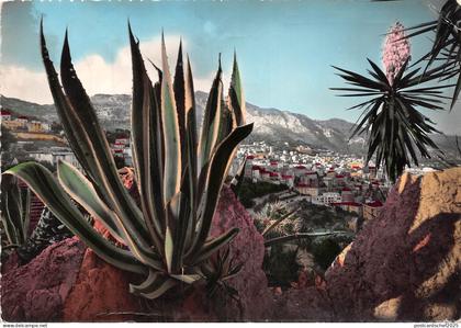 BG5633 jardin exotique de monaco agave americana yucca en fleur  france