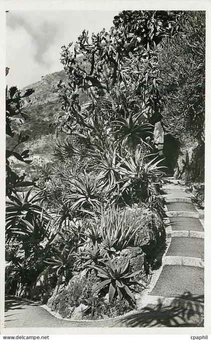 CPA Jardin Exotique de Monaco Aloes divers Opuntia Tomentosa