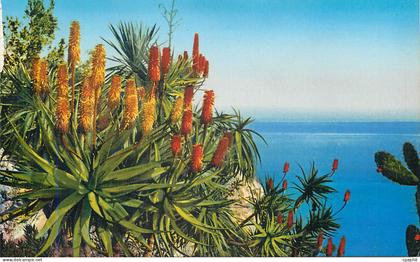 CPA Jardin exotique de Monaco Aloes Hybride Salm Dyckiana et aloes divers Opuntia Schumannii