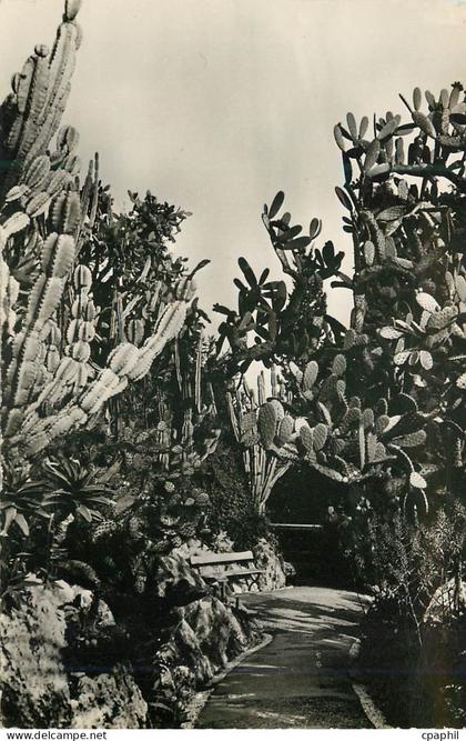CPA Jardin Exotique de Monaco Cereus paraguemis Opuntia sulfurea