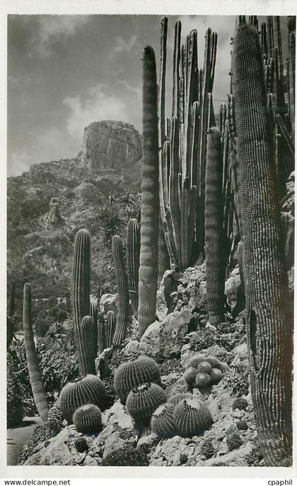 CPA Jardin Exotique de Monaco Echinocactus grusonii Pilocereus polylophus Cereus divers
