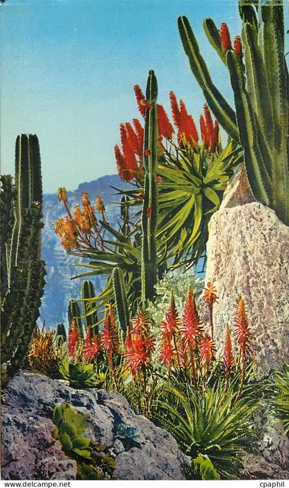 CPA Jardin exotique de Monaco Euphorbe Sempervivum Aloes Spinosissima et divers Cereus Jamacaru et divers