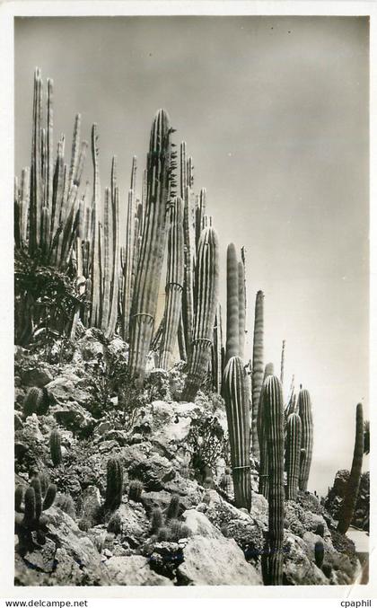 CPM Jardin exotique de Monaco Cereus et Pilocereus divers