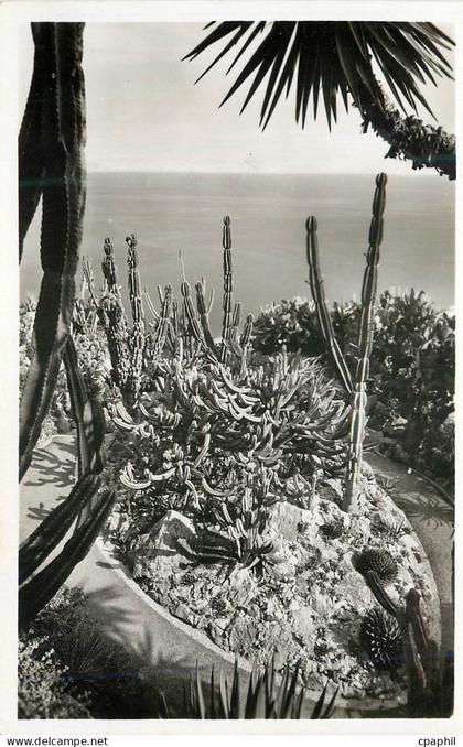 CPM Jardin exotique de Monaco Groupe de Cereus Geometrisans Agaves Cereus et Opuntias divers