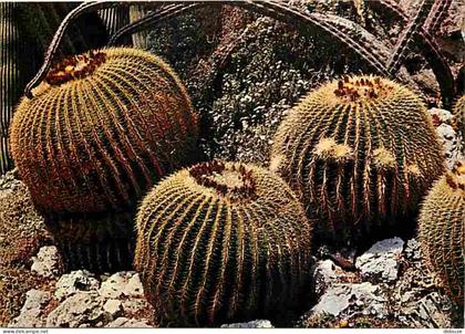 Monaco - Le Jardin exotique - Echinocactus Grusoni - Cactée du Mexique - Carte Neuve - CPM - Voir Scans Recto-Verso