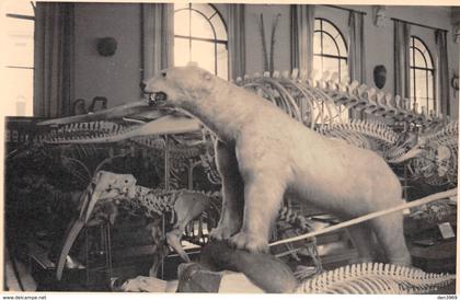 MONACO - Musée Océanographique - Ours Polaire - Squelette Baleine