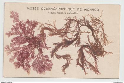 CPA - MONACO - MUSEE OCEANOGRAPHIQUE DE MONACO - Algues Marines Naturelles -