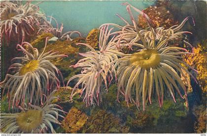 MONACO  AQUARIUM