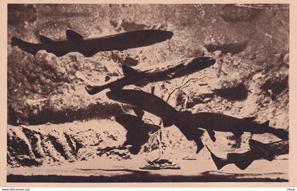 MONACO(AQUARIUM) POISSON