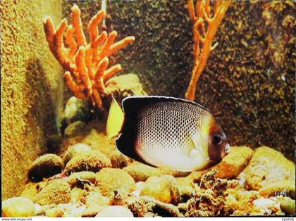 ► Poisson DAMIER - MONACO Musée -  Musée océanographique