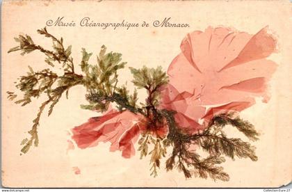 (16/09/25) MONACO-CPA MONACO - MUSEE OCEANOGRAPHIQUE - ALGUES MARINES