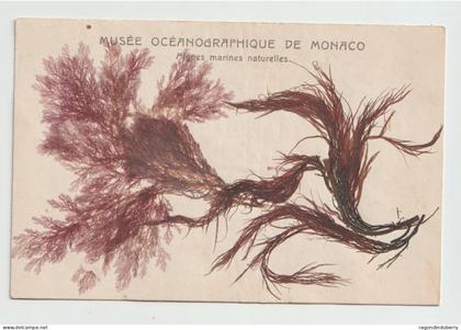 CPA - MONACO - MUSEE OCEANOGRAPHIQUE DE MONACO - Algues Marines Naturelles -