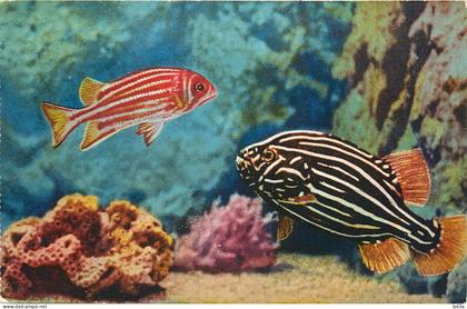 MONACO  AQUARIUM