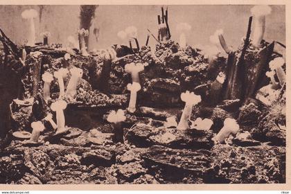 MONACO(AQUARIUM) POISSON