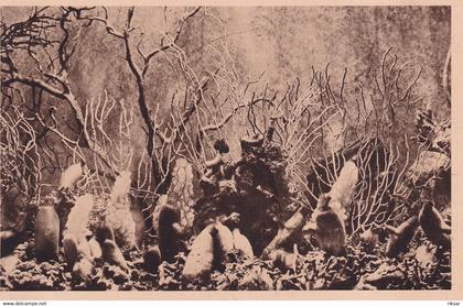 MONACO(AQUARIUM) POISSON