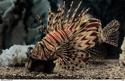 Monaco (Aquarium) - Pterois Volitans