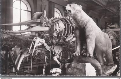 Monaco - Musée Océanographique, Salle d'Océanographie Zoologique: Cachalot et Ours Blanc