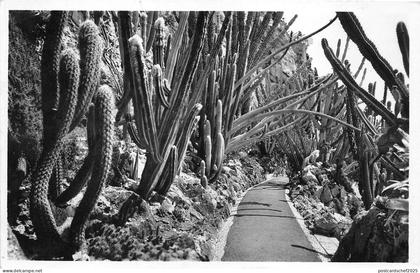 BG17035 jardin exotique de monaco pilocereus  france  CPSM 14x9cm