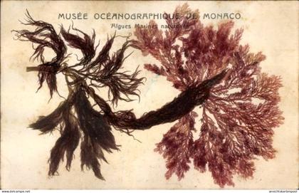 CPA Monaco, Ozeanographisches Museum, Natürliche Meeresalgen