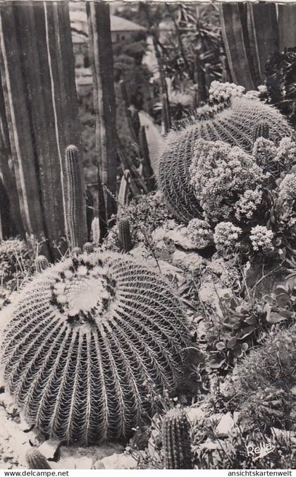 Monte-Carlo, Jardin Exotique ngl #F4637