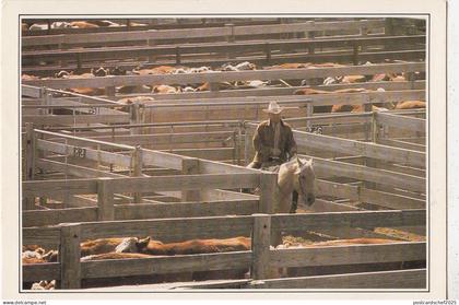 BF17842 amarillo troupeau au corral texas USA  front/back image