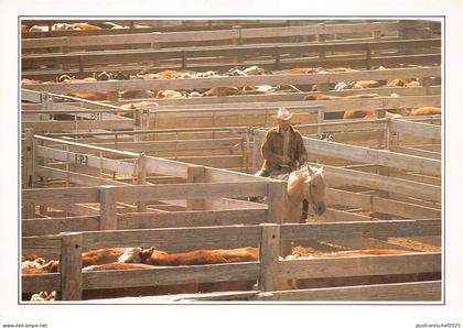 BF36360 amarillo cattle in the corral cow horse types USA  front/back scan
