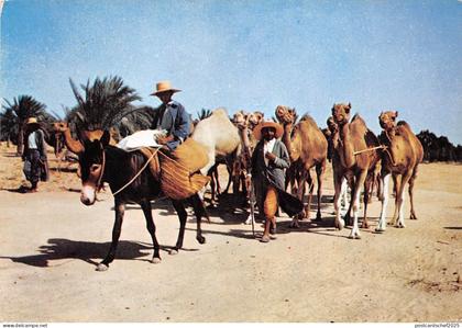 BG33789 donkey camel sud tunisien la caravanne tunisia africa