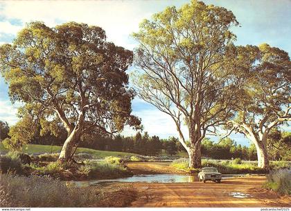 BR101922 river gums at wilpena creek crossing flinders ranges   australia