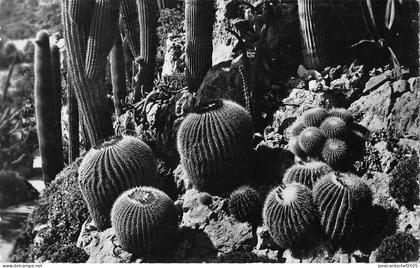 BR47908 Jardin exotique de monaco echinocactus grusoni et drivers   Monaco