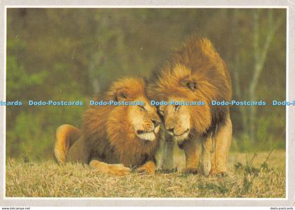 D032265 Lion. Air Mail Par Avion. Postcard