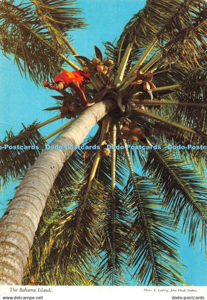 D085618 The Bahama Islands. John Hinde. Island Merchants. E. Ludwig