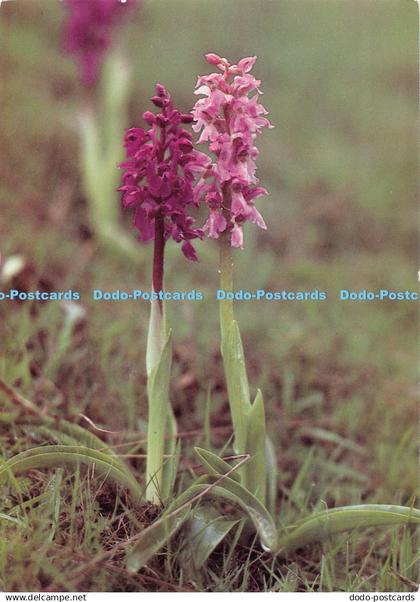 D125006 Purple Orchids Peter Pedley Sarah Montgomery 1999