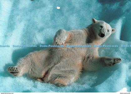 D134219 Polar Bear Prospect as Hojem Trykkeri as