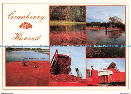 D135831 Cranberry Harvest Cape Cod South Cape Distributors Plastichrome Jim Mc E
