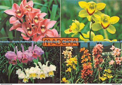 D137278 Madeira Orchids in Quinta da Boa Vista Francisco Ribeiro Funchal Madeira