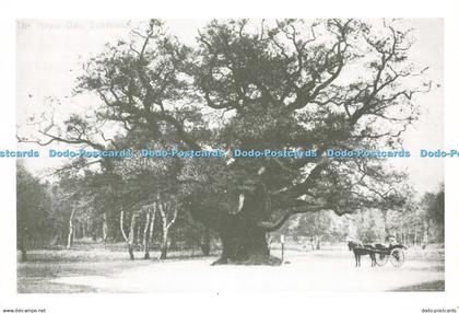 D149706 Sherwood Forest. The Major Oak. Nottinghamshire County Council