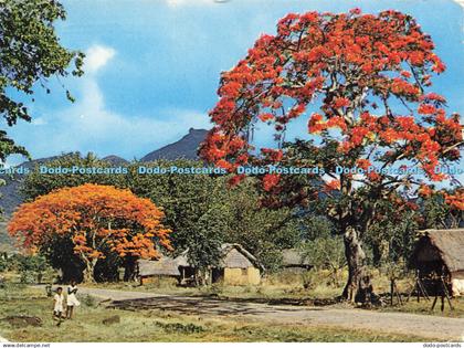 D178601 Flamboyants. Flame Trees. Mauritius. Philippe Halbwachs