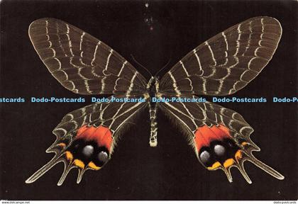 D220567 Tropical Butterflies Bhutan Glory British Museum Card EN 24