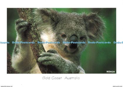 D224258 Gold Coast Australia Koala Murray Views