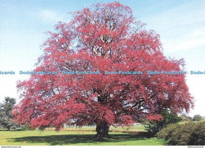 D246850 Bedfordshire Copper Beech Summer S Cooper