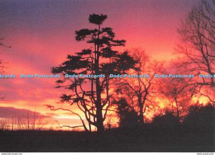 D246851 Bedfordshire Atlas Cedar at Dusk S Cooper