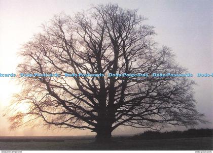D246852 Bedfordshire Copper Beech Autumn S Cooper