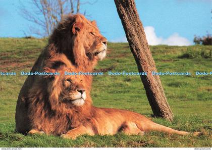 D263355 Bedfordshire Woburn Safari Park African Lions