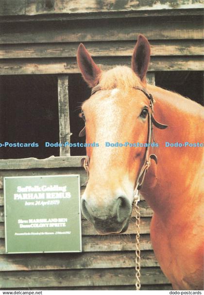 D264309 Suffolk Museum of East Anglian Life Suffolk Punch Remus At The Museum Si