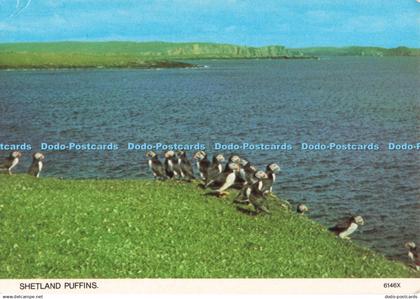 D268650 Shetland Puffins Whiteholme A Hail Caledonia Product